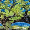 ANEMONE SYLVESTRIS kak1