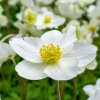 ANEMONE SYLVESTRIS 'MADONNA'  ist