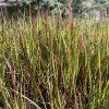 IMPERATA CYLINDRICA 'RED BARON' (IMPERÁTA)_kak