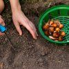 KOŠÍK NA CIBUĽOVINY 20CM_istock