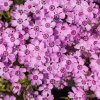 Phlox subulata ´Zwergenteppich´ (Flox šidlolistý)