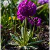 PRIMULA DENTICULATA 'PROM DEEP ROSE shutt1