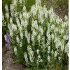 SALVIA SUPERBA 'SCHNEEHUGEL' shut1