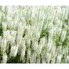 SALVIA SUPERBA 'SCHNEEHUGEL' shut