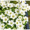 SAXIFRAGA ARENDSII 'WHITE STAR' shut1