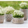 SAXIFRAGA ARENDSII 'WHITE STAR' shut2