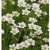 SAXIFRAGA ARENDSII 'WHITE STAR' shut
