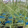 SESLERIA AUTUMNALIS kak