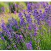 LAVANDULA ANGUSTIFOLIA 'HIDCOTE BLUE' shutt