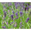 LAVANDULA ANGUSTIFOLIA 'HIDCOTE BLUE' shutt2