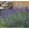 LAVANDULA ANGUSTIFOLIA 'HIDCOTE BLUE' shut
