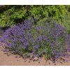 LAVANDULA ANGUSTIFOLIA 'HIDCOTE BLUE' shutt