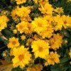 COREOPSIS 'PRESTO' shut