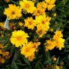 COREOPSIS 'PRESTO' shut1