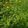 COREOPSIS 'PRESTO' kak