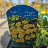 COREOPSIS 'PRESTO' kak1