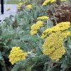 ACHILLEA TOMENTOSA 'AUREA' ist