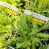 ACHILLEA TOMENTOSA 'AUREA' kak4