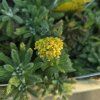 ACHILLEA TOMENTOSA 'AUREA' kak3