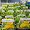 ACHILLEA TOMENTOSA 'AUREA' kak