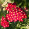 ACHILLEA MILLEFOLIUM ´PAPRIKA´