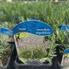 LAVANDULA ANGUSTIFOLIA 'ROSEA' kak1