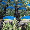 LAVANDULA ANGUSTIFOLIA 'ROSEA' kak2