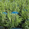 LAVANDULA ANGUSTIFOLIA 'ROSEA' kak2