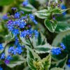 BRUNNERA MACROPHYLLA 'VARIEGATA'_shutterstock