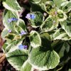 BRUNNERA MACROPHYLLA 'VARIEGATA'_istock)