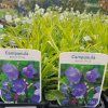 CAMPANULA PERSICIFOLIA 'CAERULEA' (ZVONČEK) kak
