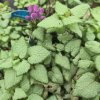 LAMIUM MACULATUM 'BEACON SILVER' KAK3