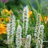 LIATRIS SPICATA white shut