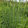 LIATRIS SPICATA 'FLORISTAN WHITE' kak