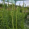 LIATRIS SPICATA 'FLORISTAN WHITE' kak1