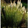 LIATRIS SPICATA white shutt1