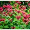 MONARDA DIDYMA 'PINK SUPREME' shutt