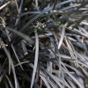 OPHIOPOGON PLANISCAPUS 'NIGER' IST1