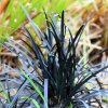 OPHIOPOGON PLANISCAPUS 'NIGER' IST2