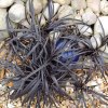 OPHIOPOGON PLANISCAPUS 'NIGER' _istock