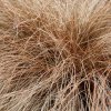CAREX BUCHANANII 'RED ROOSTER'  ist1