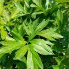 PAEONIA ITOH 'BARTZELLA' kak4