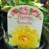 PAEONIA ITOH 'BARTZELLA' kak