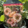 GEUM RIVALE 'MAI TAI' kak