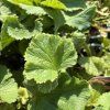GEUM RIVALE 'MAI TAI' kak2