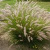 Pennisetum alopecuroides ist3