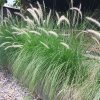 Pennisetum alopecuroides ist4