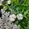 Dianthus deltoides 'White' ist3