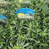 DIANTHUS DELTOIDES 'WHITE' kak