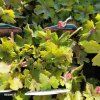 HEUCHERELLA 'PINK REVOLUTION' kak2